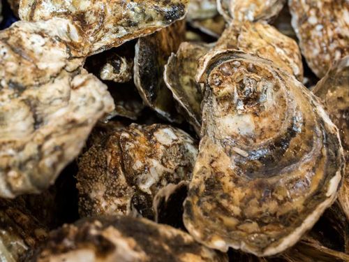 Plum Point Oysters from Narragansett Bay, RI